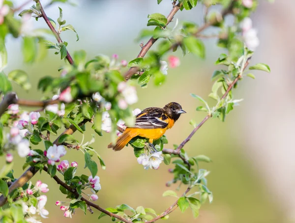 Primer Plano Hermoso Pájaro Salvaje Posado Rama — Foto de Stock