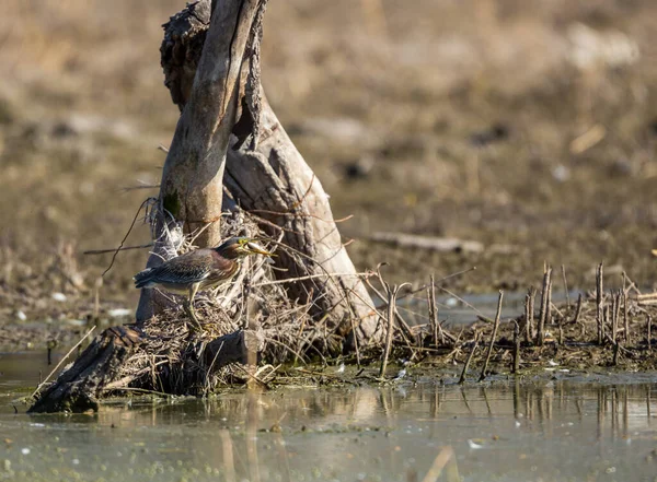 Close Shot Wild Bird Natural Habitat — Φωτογραφία Αρχείου