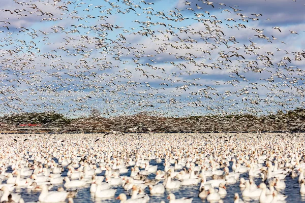 天然栖息地中的大群白鹅 — 图库照片