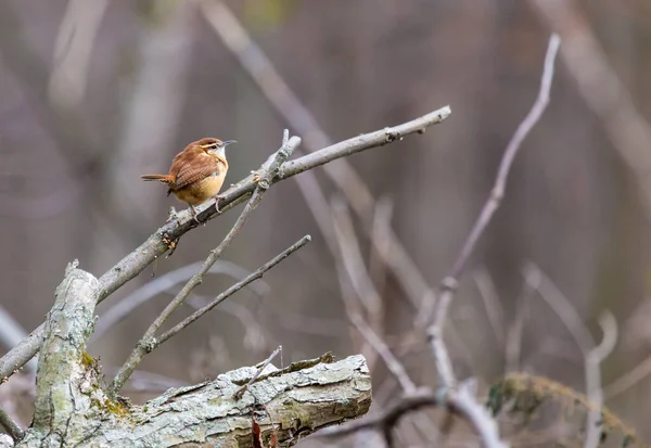 枝の上に広がる美しい野鳥のクローズアップ — ストック写真