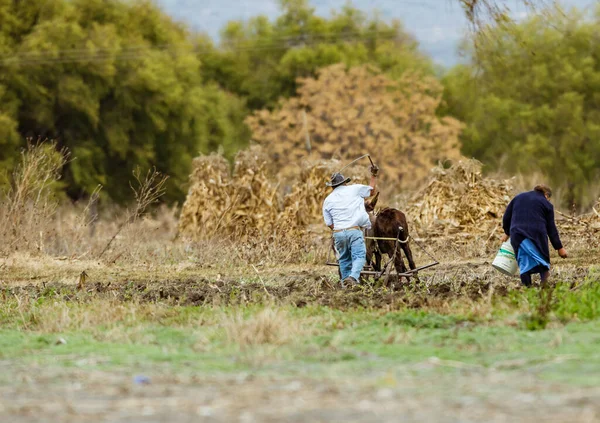 Man Werkt Het Veld Met Buffels Het Voorjaar — Stockfoto