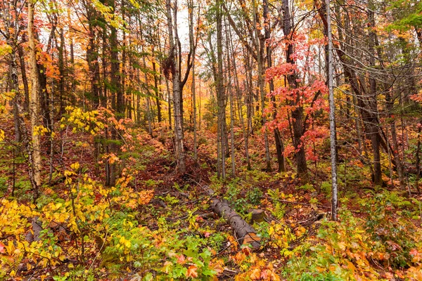 Güzel sonbahar ormanlarının manzarası