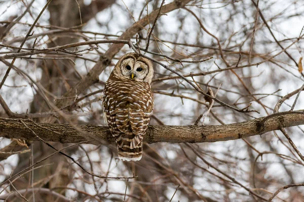 Close Shot Beautiful Owl Natural Habitat — Stock Photo, Image