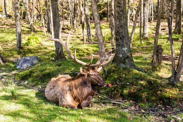 Hermoso Ciervo Rojo Bosque Día Primavera — Foto de Stock