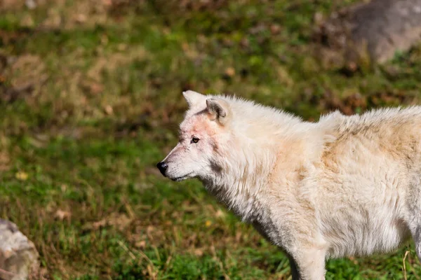 Közeli Felvétel Gyönyörű Fehér Farkas Természetben — Stock Fotó