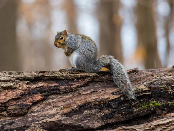 Close Shot Adorable Squirrel Forest — Stock Photo, Image