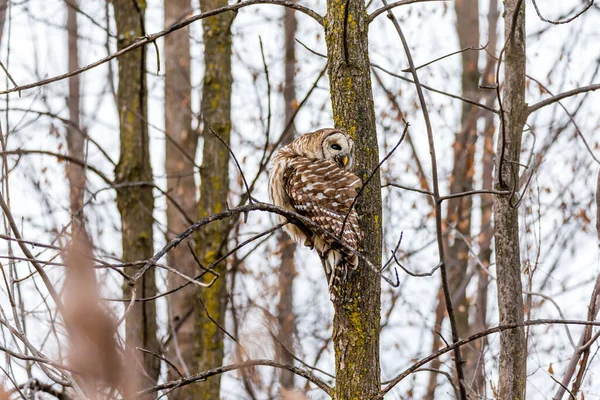 Närbild Vacker Uggla Naturlig Miljö — Stockfoto