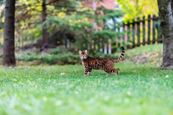 Primer Plano Tiro Adorable Tabby Gato Verde Jardín — Foto de Stock