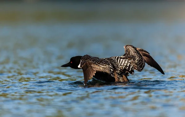 Close Shot Beautiful Mallard Duck Lake — Stock Photo, Image