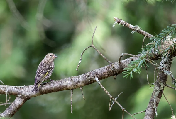 枝の上に広がる美しい野鳥のクローズアップ — ストック写真