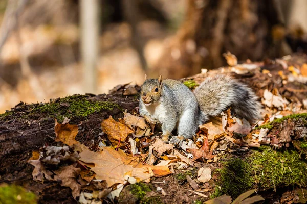 Close Shot Adorable Squirrel Forest — Stock Photo, Image