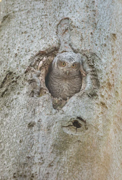 Närbild Vacker Uggla Naturlig Miljö — Stockfoto