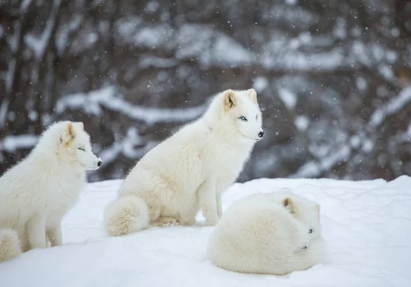 Nahaufnahme Des Schönen Polarfuchses Auf Die Natur — Stockfoto