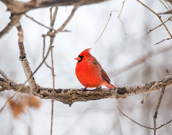 Close Beautiful Wild Bird Perching Branch — Stock Photo, Image