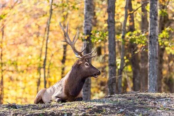 Nahaufnahme Schöner Rehe Herbstlichen Wald — Stockfoto