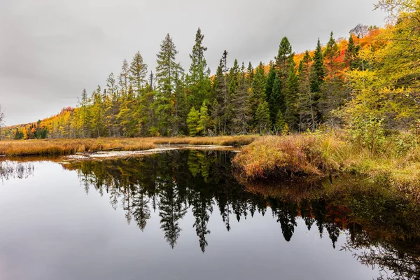取り始めて秋にケベック州北の国コテージに影響します 冬の猛攻撃の前に血液を赤く木 — ストック写真