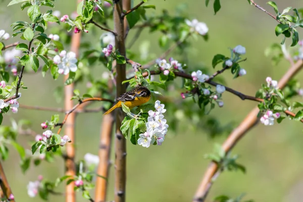 Närbild Vackra Vilda Fågel Sittande Gren — Stockfoto