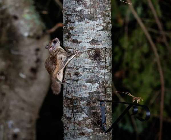 Northern flying squirrel also called Polatouche in French, taken in cottage country north Quebec