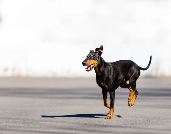 Närbild Skott Bedårande Liten Hund Spelar Utomhus — Stockfoto