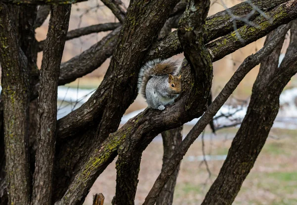 Primo Piano Colpo Bello Scoiattolo Carino Nella Foresta — Foto Stock