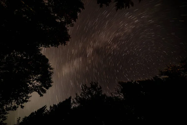 나무가 밤하늘의 — 스톡 사진