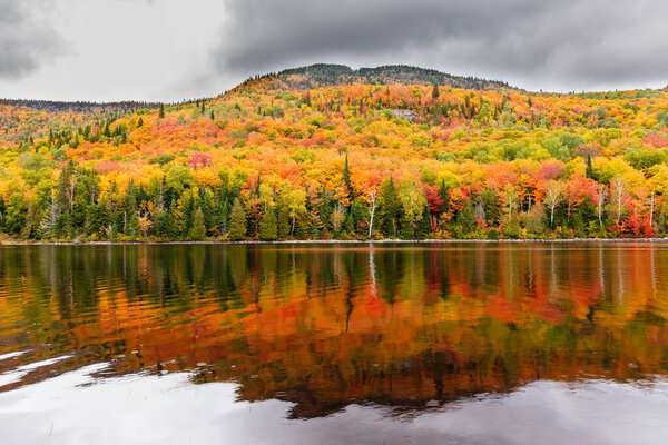 живописный осенний лесной пейзаж для фона
