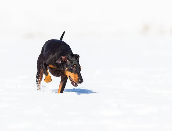 可愛いです若いですDoberman犬遊びで雪 — ストック写真