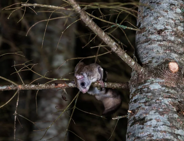 Close Opname Van Siberische Vliegende Eekhoorn Het Bos Nachts — Stockfoto