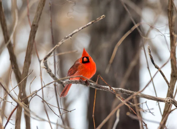 Tiro Close Pássaro Norte Americano Cardinal Poleiro Ramo Árvore — Fotografia de Stock