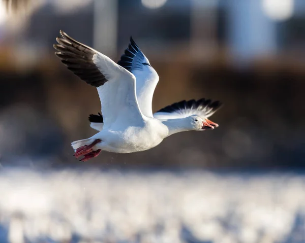 Doğada Uçan Güzel Yaban Kazlarının Manzaralı Görüntüsü — Stok fotoğraf