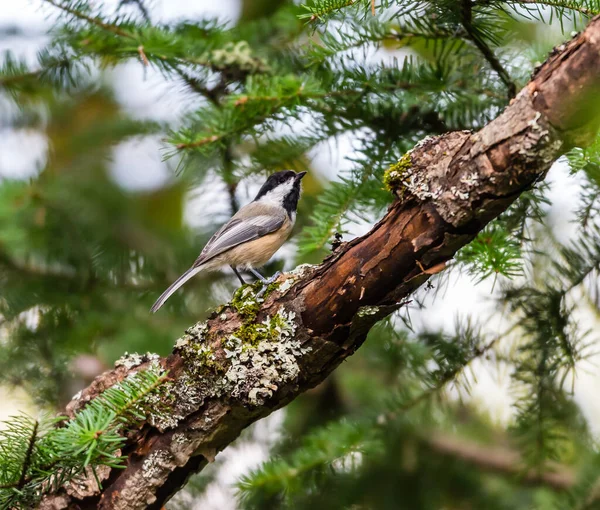 Primer Plano Hermoso Pájaro Salvaje Posado Rama — Foto de Stock