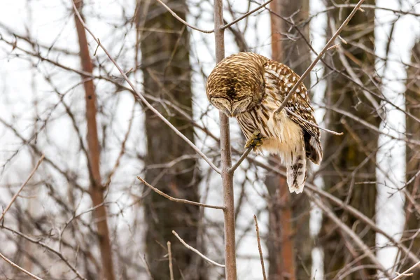 自然の生息地で美しいフクロウの接近ショット — ストック写真