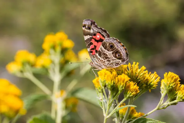 Nahaufnahme Von Schönen Schmetterling Auf Blume — Stockfoto