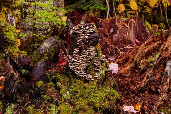 Malebná Krajina Krásného Podzimního Lesa — Stock fotografie
