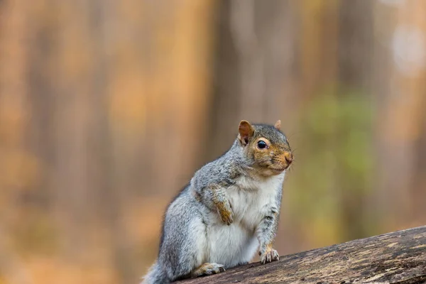 Close Shot Adorable Squirrel Forest — Stock Photo, Image