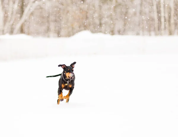 Adorabile Giovane Cane Doberman Che Gioca Nella Neve — Foto Stock