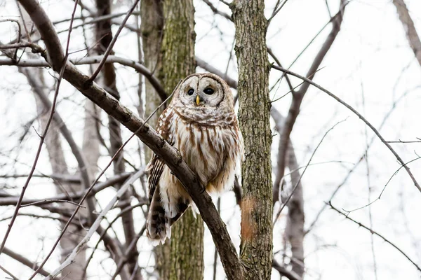 Primo Piano Colpo Bella Civetta Habitat Naturale — Foto Stock