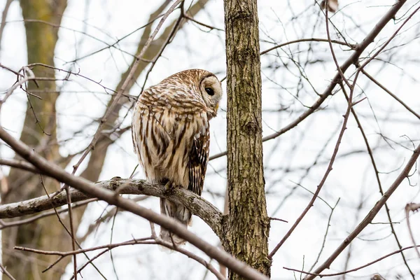 Gros Plan Belle Chouette Dans Habitat Naturel — Photo