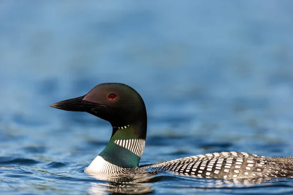 Nahaufnahme Der Schönen Stockente Auf Dem See — Stockfoto