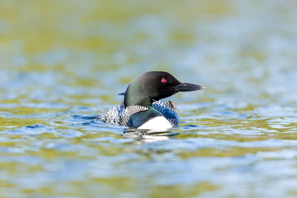 Gros Plan Beau Canard Colvert Sur Lac — Photo