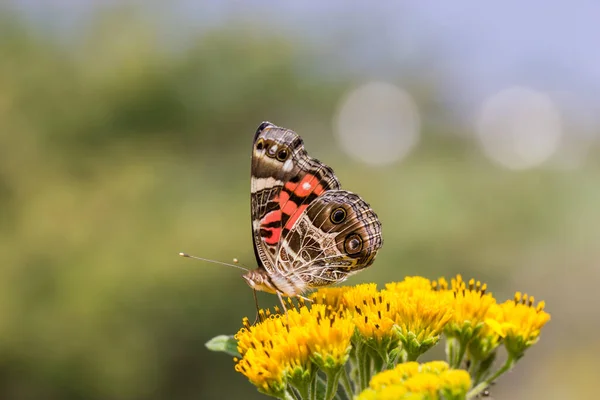 Nahaufnahme Von Schönen Schmetterling Auf Blume — Stockfoto