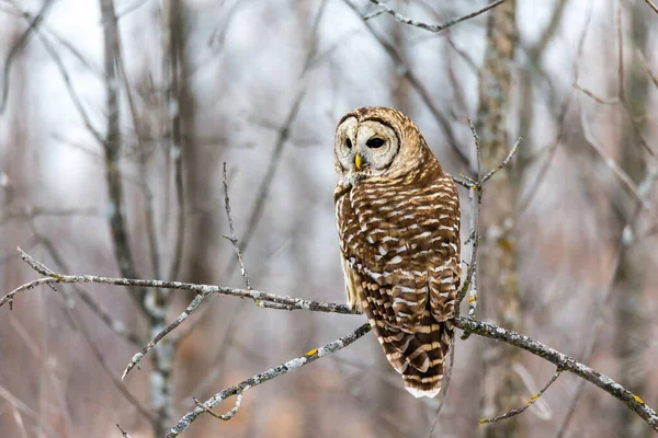 Close Shot Beautiful Owl Natural Habitat — Stock Photo, Image