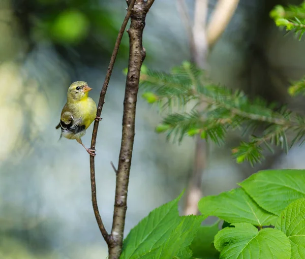 Närbild Vackra Vilda Fågel Sittande Gren — Stockfoto