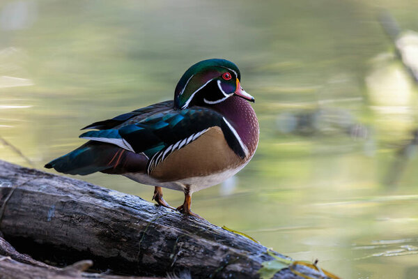 крупный план красивой кряквы на озере
