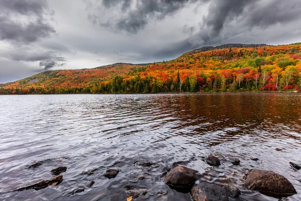 arka plan için manzaralı sonbahar ormanı manzarası