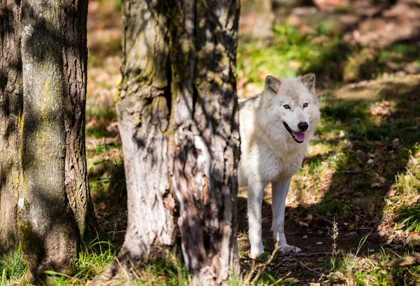 Nahaufnahme Des Schönen Weißen Wolfes Auf Die Natur — Stockfoto