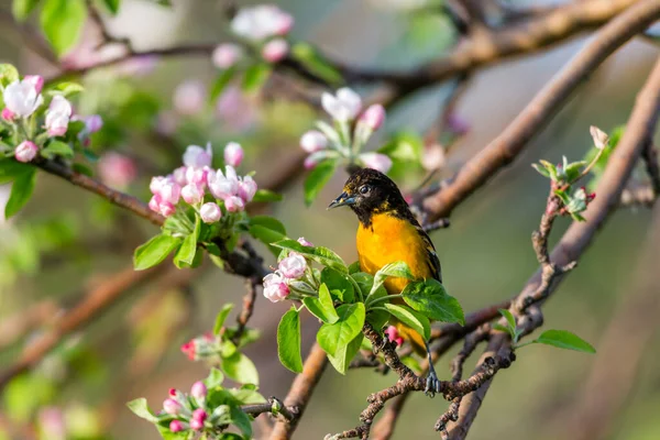 Dallara tüneyen güzel vahşi kuşun yakın çekimi