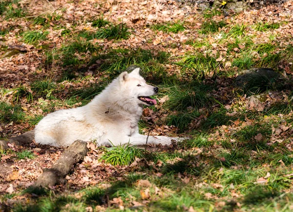 Zblízka Záběr Krásné Bílé Vlk Přírodě — Stock fotografie