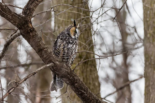 Gros Plan Belle Chouette Dans Habitat Naturel — Photo