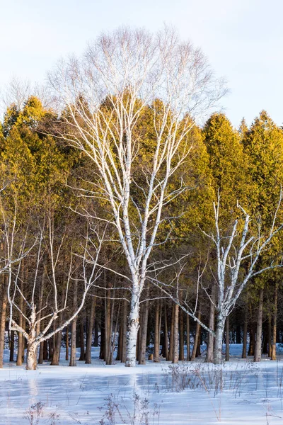 숲으로 뒤덮인 아름다운 풍경의 — 스톡 사진